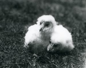Un par de polluelos de lechuza común en el Zoológico de Londres, agosto de 1913 de Frederick William Bond